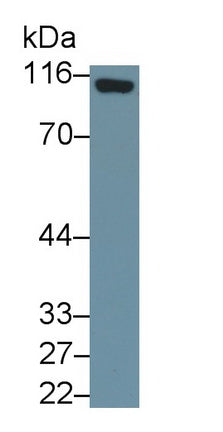 Cluster Of Differentiation 26 (CD26) Monoclonal Antibody - image 2