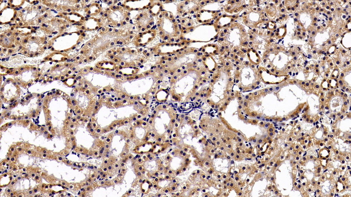 DAB staining on IHC-P; Sample: Rat Spleen Tissue; Primary Ab: 20ug/ml Mouse Anti-Multi-species STAT3 Antibody; Second Ab: 2ug/mL HRP-Linked Caprine Anti-Mouse IgG Polyclonal Antibody