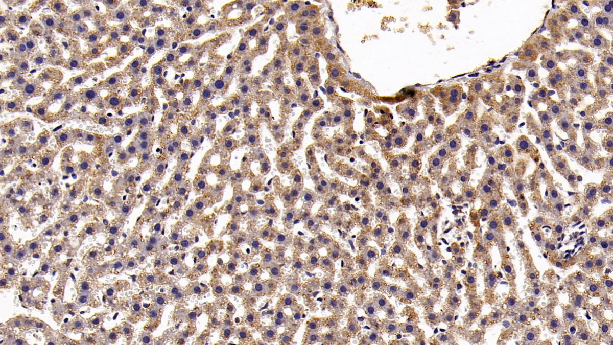 Signal Transducer And Activator Of Transcription 3 (STAT3) Monoclonal Antibody - image 5