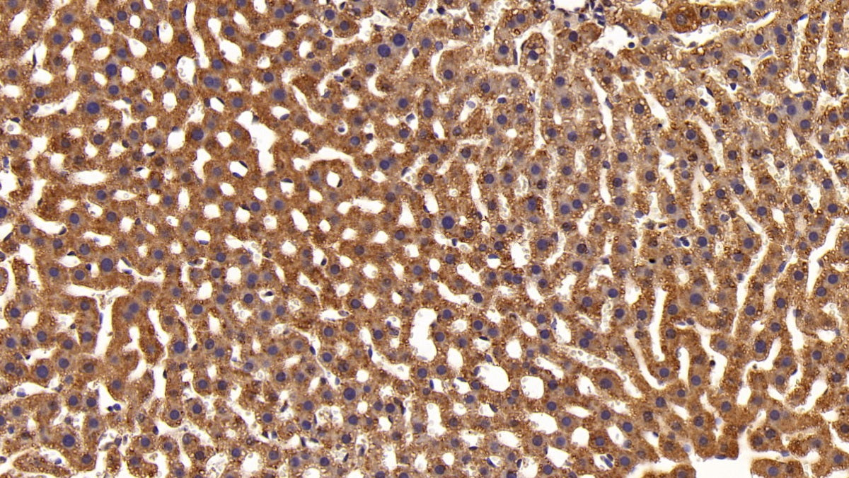 DAB staining on IHC-P; Sample: Rat Cardiac Muscle Tissue; Primary Ab: 20ug/ml Mouse Anti-Multi-species STAT3 Antibody; Second Ab: 2ug/mL HRP-Linked Caprine Anti-Mouse IgG Polyclonal Antibody