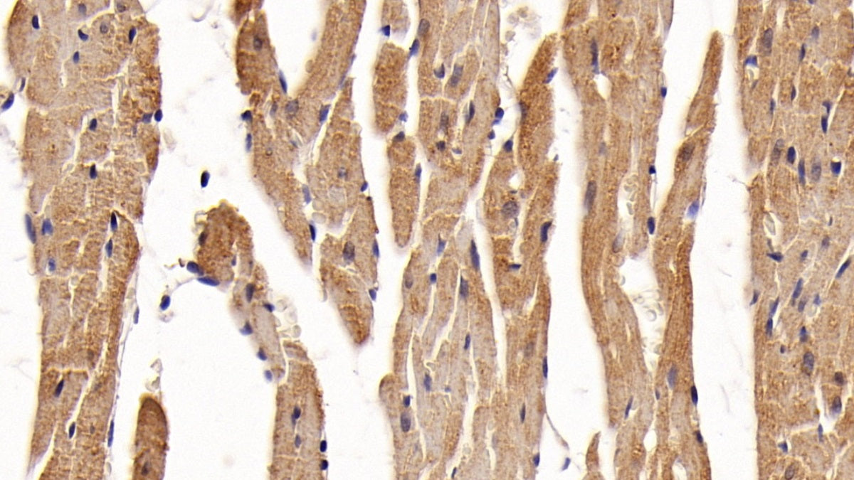 Signal Transducer And Activator Of Transcription 3 (STAT3) Monoclonal Antibody - image 5