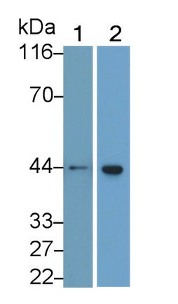 Western Blot; Sample: Lane1: Human Placenta lysate; Lane2: Porcine Heart lysate; Lane3: Mouse Heart lysate; Lane4: Mouse Skeletal muscle lysate; Primary Ab: 0.01ug/ml Mouse Anti-Multi-species ACTa2 Antibody; Second Ab: 0.2ug/mL HRP-Linked Caprine Anti-Mouse IgG Polyclonal Antibody