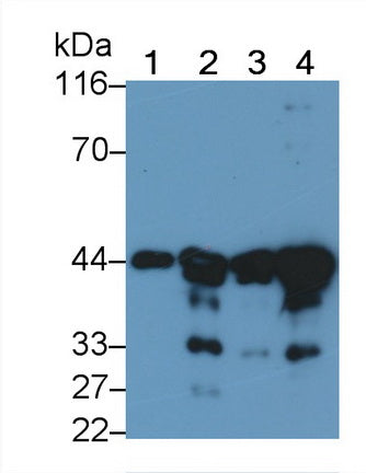 Actin Alpha 2, Smooth Muscle (ACTa2) Monoclonal Antibody - image 3