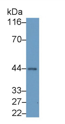 Western Blot; Sample: Rat Heart lysate; Primary Ab: 0.01ug/ml Mouse Anti-Multi-species ACTa2 Antibody; Second Ab: 0.2ug/mL HRP-Linked Caprine Anti-Mouse IgG Polyclonal Antibody