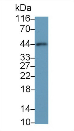 Western Blot; Sample: Lane1: Human Placenta lysate; Lane2: Porcine Heart lysate; Lane3: Mouse Heart lysate; Lane4: Mouse Skeletal muscle lysate; Primary Ab: 0.01ug/ml Mouse Anti-Multi-species ACTa2 Antibody; Second Ab: 0.2ug/mL HRP-Linked Caprine Anti-Mouse IgG Polyclonal Antibody
