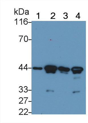Actin Alpha 2, Smooth Muscle (ACTa2) Monoclonal Antibody - image 4