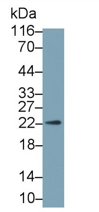 Growth Hormone (GH) Monoclonal Antibody - image 2