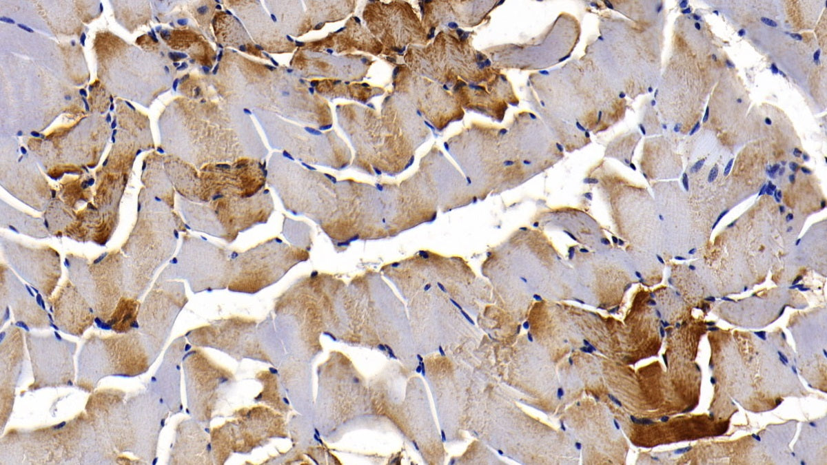 DAB staining on IHC-P; Sample: Porcine Cardiac Muscle Tissue; Primary Ab: 20ug/ml Mouse Anti-Porcine MYO Antibody; Second Ab: 2ug/mL HRP-Linked Caprine Anti-Mouse IgG Polyclonal Antibody
