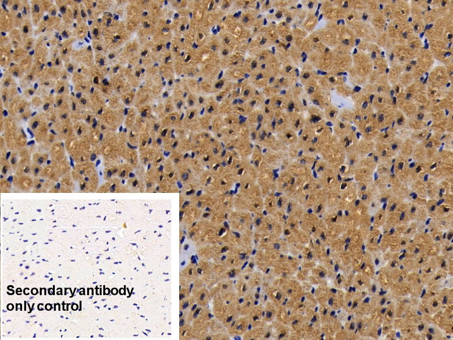 DAB staining on IHC-P; Sample: Porcine Skeletal muscle Tissue; Primary Ab: 20ug/ml Mouse Anti-Porcine MYO Antibody; Control: Used PBS instead of primary antibody; Second Ab: 2ug/ml HRP-Linked Caprine Anti-Mouse IgG Polyclonal Antibody