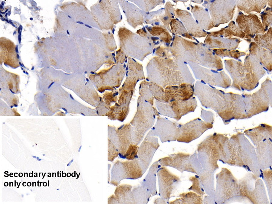 Myoglobin (MYO) Monoclonal Antibody - image 5