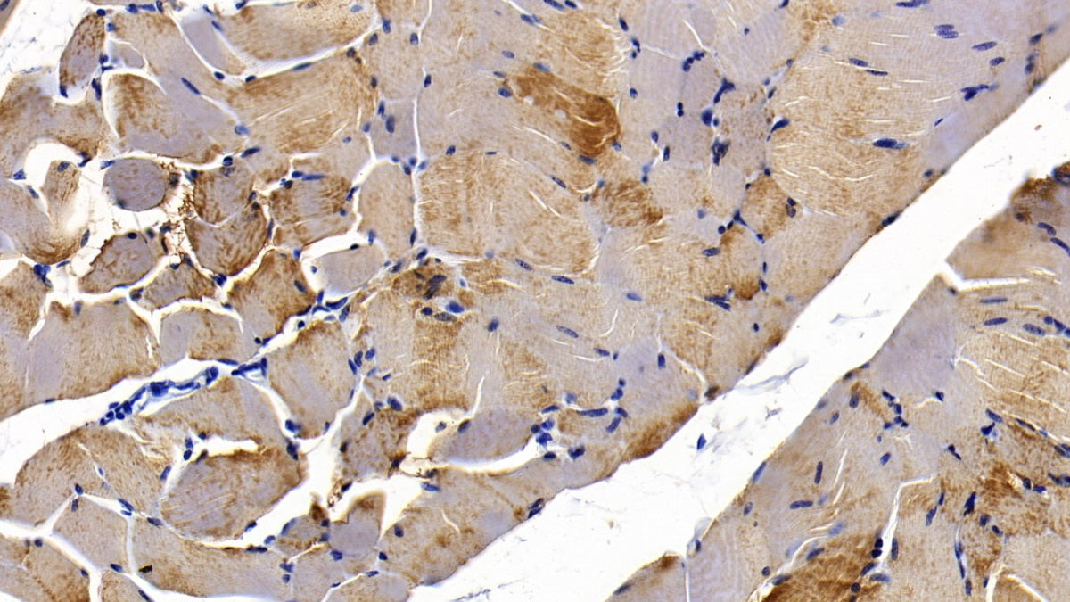 DAB staining on IHC-P; Sample: Porcine Cardiac Muscle Tissue; Primary Ab: 20ug/ml Mouse Anti-Porcine MYO Antibody; Second Ab: 2ug/mL HRP-Linked Caprine Anti-Mouse IgG Polyclonal Antibody
