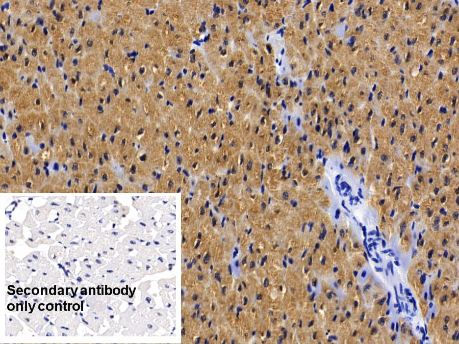 DAB staining on IHC-P; Sample: Porcine Skeletal muscle Tissue; Primary Ab: 20ug/ml Mouse Anti-Porcine MYO Antibody; Control: Used PBS instead of primary antibody; Second Ab: 2ug/ml HRP-Linked Caprine Anti-Mouse IgG Polyclonal Antibody