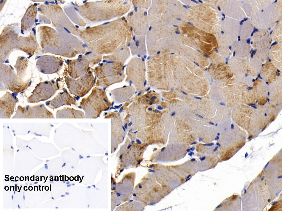 Myoglobin (MYO) Monoclonal Antibody - image 5