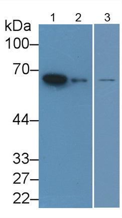 Lamin B1 (LMNB1) Monoclonal Antibody - image 2