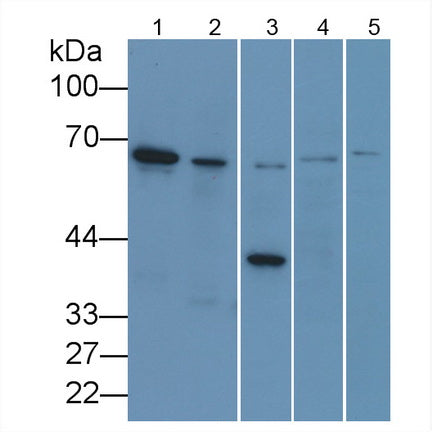 Lamin B1 (LMNB1) Monoclonal Antibody - image 2