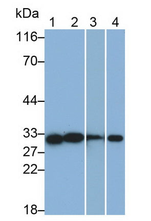Cluster of Differentiation 90 (CD90) Monoclonal Antibody - image 2