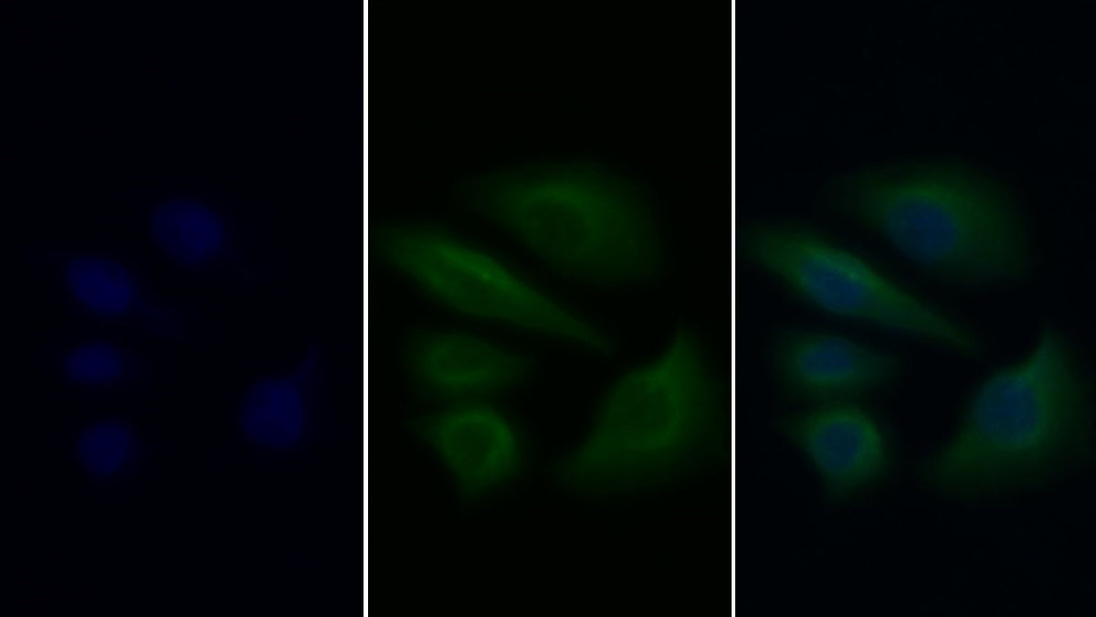 Western Blot; Samples: Lane1: Mouse Kidney lysate; Lane2: K562 cell lysate; Primary Ab: 0.2ug/ml Mouse Anti-Rat ANXA1 Antibody Second Ab: 0.2ug/ml HRP-Linked Caprine Anti-Mouse IgG Polyclonal Antibody