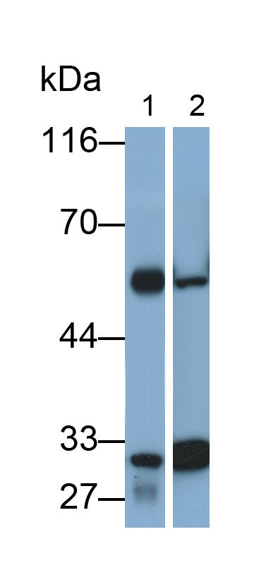 Western Blot; Samples: Lane1: Rat Kidney lysate; Lane2: Rat Spleen lysate; Primary Ab: 0.2ug/ml Mouse Anti-Rat ANXA1 Antibody; Second Ab: 0.2ug/ml HRP-Linked Caprine Anti-Mouse IgG Polyclonal Antibody