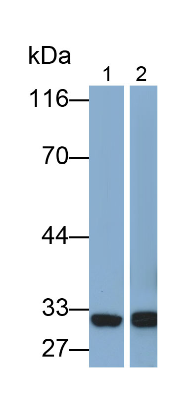 Western Blot; Samples: Lane1: Rat Kidney lysate; Lane2: HepG2 cell lysate; Lane3: K562 cell lysate; Primary Ab: 0.1ug/ml Mouse Anti-Rat ANXA1 Antibody; Second Ab: 0.2ug/ml HRP-Linked Caprine Anti-Mouse IgG Polyclonal Antibody