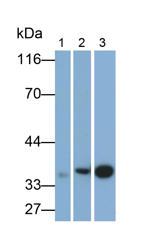 Annexin A1 (ANXA1) Monoclonal Antibody - image 5