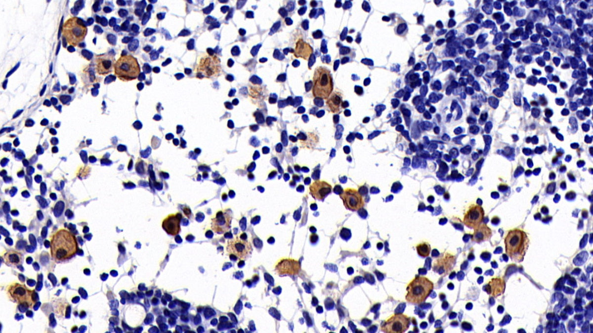 Interleukin 10 (IL10) Monoclonal Antibody - image 2