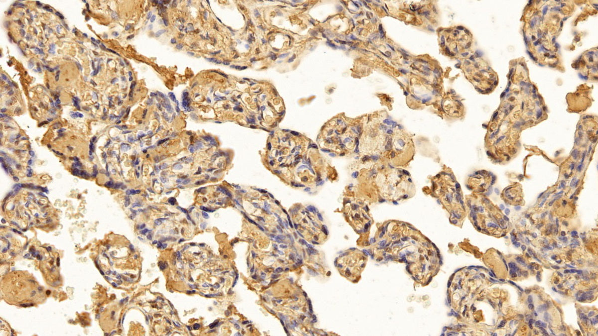 DAB staining on IHC-P; Sample: Human Spleen Tissue; Primary Ab: 20ug/ml Mouse Anti-Human TGFb1 Antibody; Second Ab: 2ug/mL HRP-Linked Caprine Anti-Mouse IgG Polyclonal Antibody