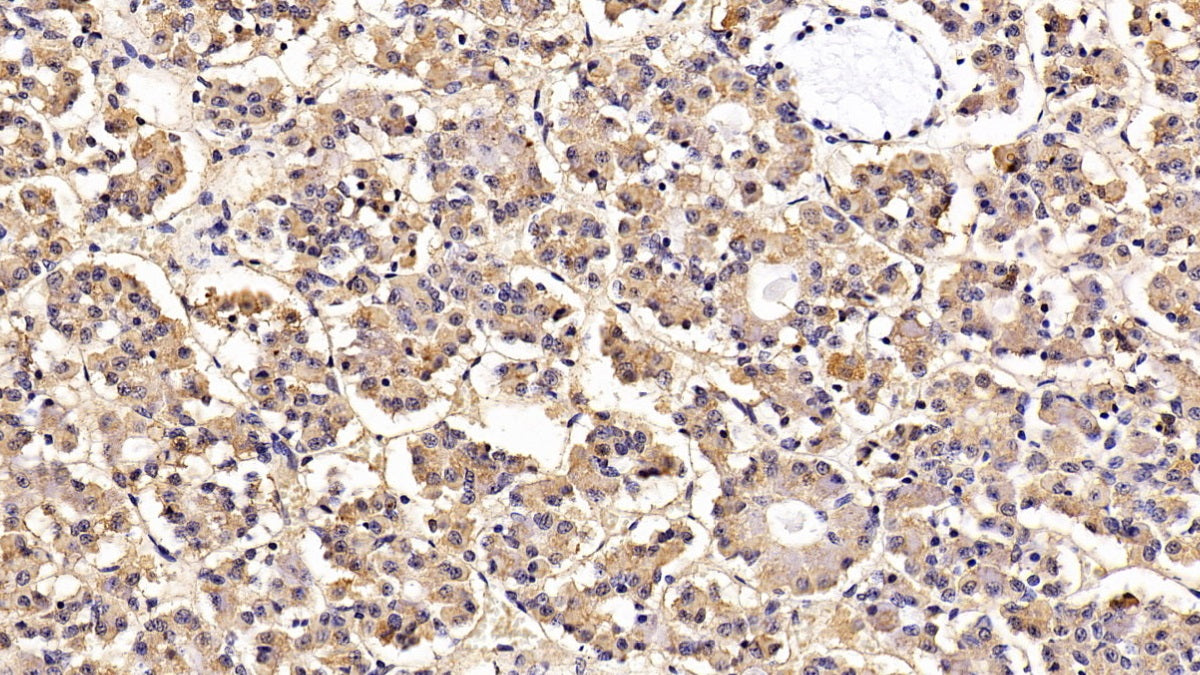 Luteinizing Hormone Beta Polypeptide (LHb) Monoclonal Antibody - image 2