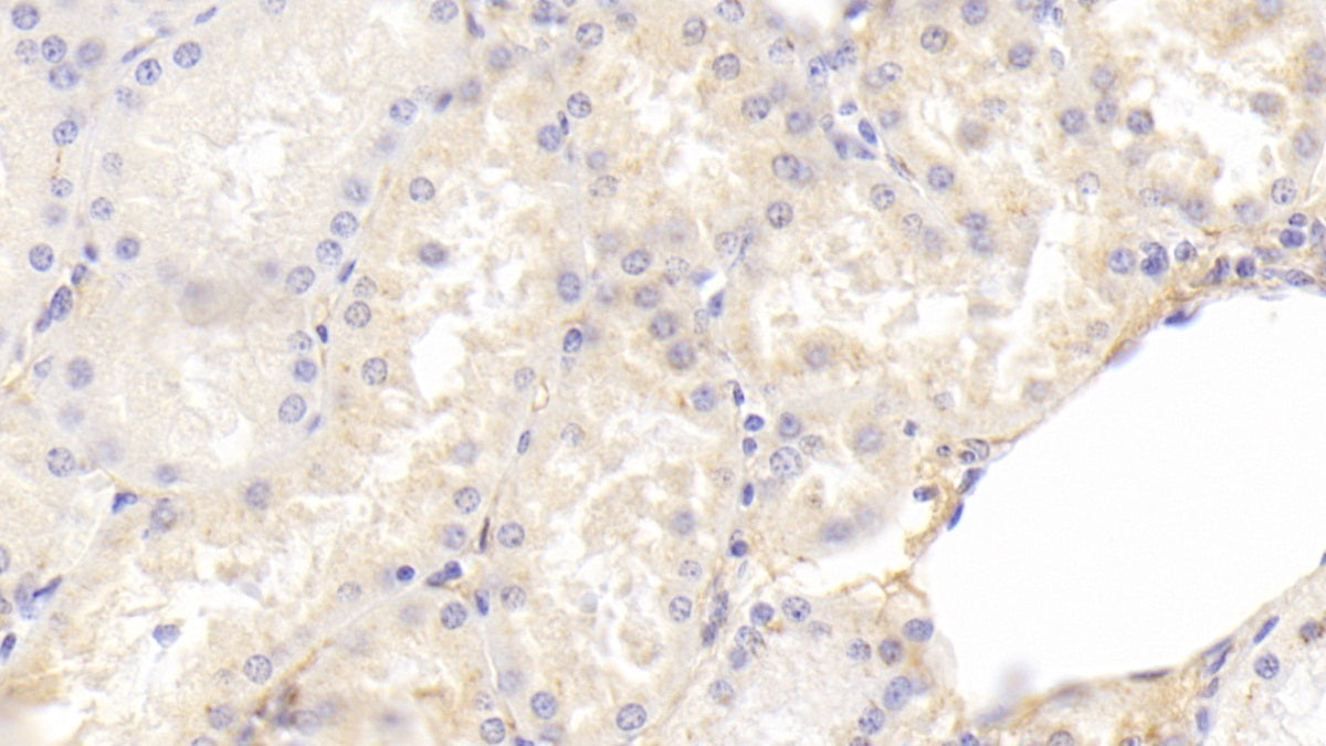 Annexin A4 (ANXA4) Monoclonal Antibody - image 2