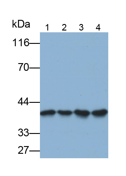 Annexin A1 (ANXA1) Polyclonal Antibody - image 2