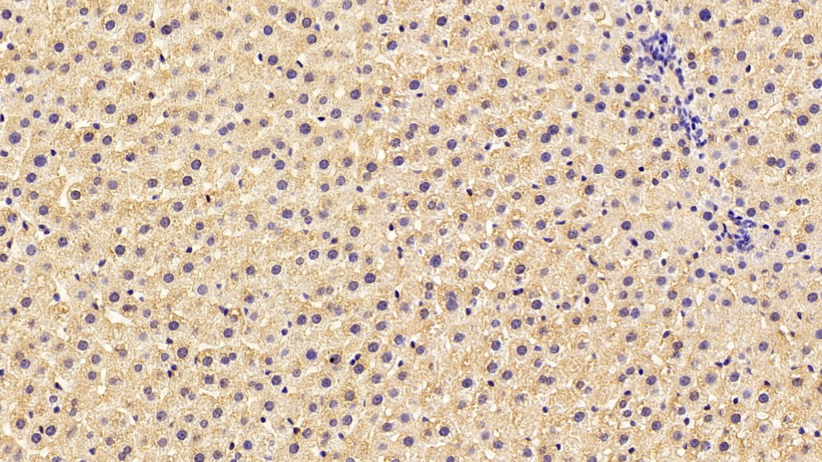 Western Blot; Sample: Lane1: Human Serum; Lane2: Human Plasma Primary Ab: 0.2ug/ml Mouse Anti-Human F2 Antibody Second Ab: 0.2ug/mL HRP-Linked Caprine Anti-Mouse IgG Polyclonal Antibody