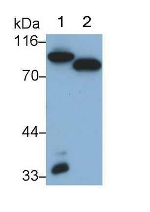 Coagulation Factor II (F2) Monoclonal Antibody - image 3