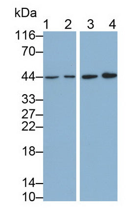 Leukocyte Associated Immunoglobulin Like Receptor 1 (LAIR1) Monoclonal Antibody - image 2