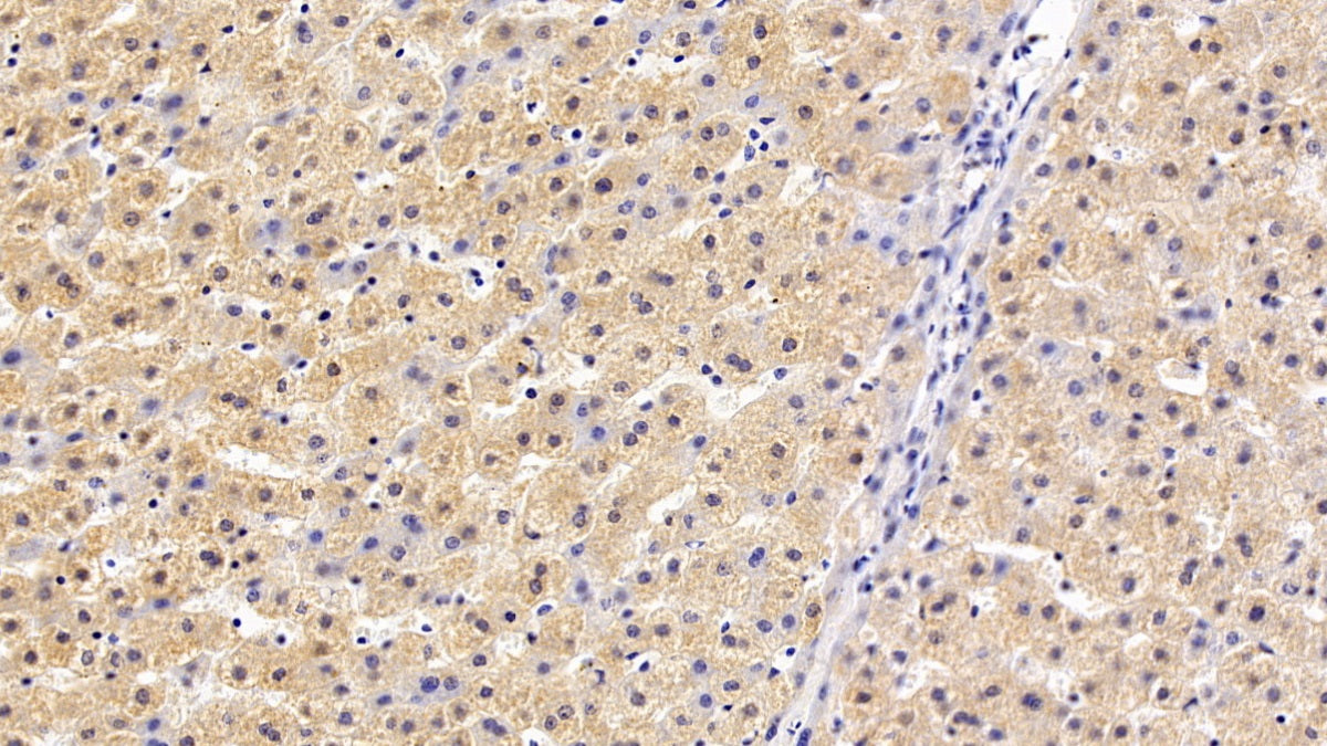 Western Blot; Sample: Porcine Liver lysate Primary Ab: 0.3ug/ml Mouse Anti-Human F11 Antibody Second Ab: 0.2ug/mL HRP-Linked Caprine Anti-Mouse IgG Polyclonal Antibody