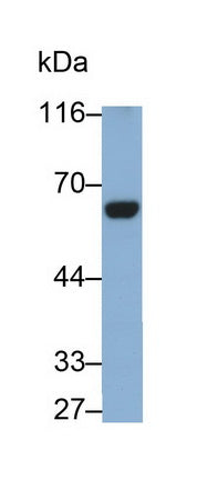 Coagulation Factor XI (F11) Monoclonal Antibody - image 3