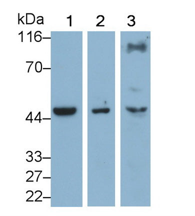 4-Hydroxyphenylpyruvate Dioxygenase (HPD) Monoclonal Antibody - image 3