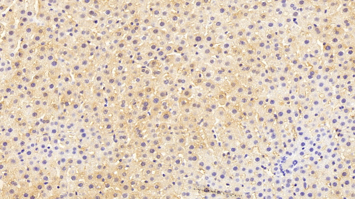 Western Blot; Sample: Lane1: Rat Liver lysate; Lane2: Rat Kidney lysate; Lane3: Porcine Liver lysate; Lane4: Porcine Kidney lysate; Lane5: HepG2 cell lysate Primary Ab: 0.2ug/ml Mouse Anti-Human HPD Antibody Second Ab: 0.2ug/mL HRP-Linked Caprine Anti-Mouse IgG Polyclonal Antibody