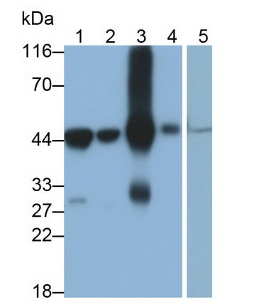 4-Hydroxyphenylpyruvate Dioxygenase (HPD) Monoclonal Antibody - image 3