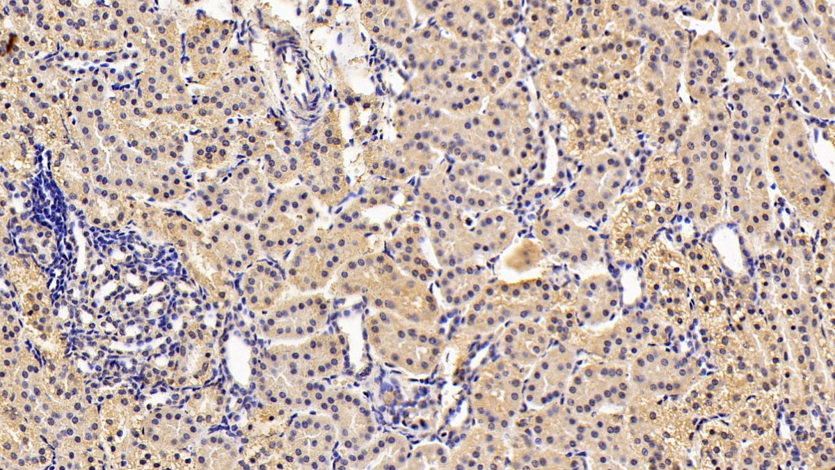 AF488 staining on IF; Sample: Hela cell; Primary Ab: 30ug/ml Mouse Anti-Human CCT2 Antibody; Second Ab: 2ug/ml AF488-Linked Caprine Anti-Mouse IgG Polyclonal Antibody