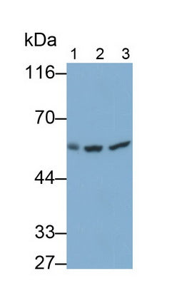 Chaperonin Containing TCP1, Subunit 2 (CCT2) Monoclonal Antibody - image 4