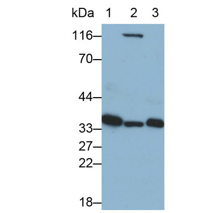 Annexin A4 (ANXA4) Monoclonal Antibody - image 3