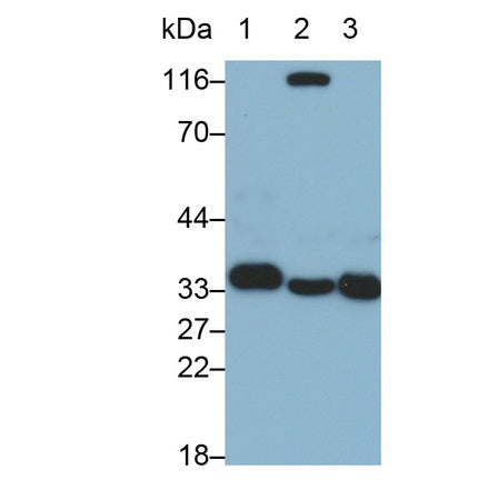 Annexin A4 (ANXA4) Monoclonal Antibody - image 2