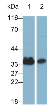 Annexin A4 (ANXA4) Monoclonal Antibody - image 3