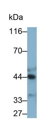 Alpha-2-Glycoprotein 1, Zinc Binding (aZGP1) Monoclonal Antibody - image 2