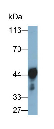 Alpha-2-Glycoprotein 1, Zinc Binding (aZGP1) Monoclonal Antibody - image 2
