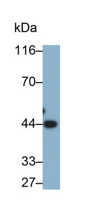 Alpha-2-Glycoprotein 1, Zinc Binding (aZGP1) Monoclonal Antibody - image 2