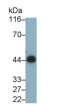Alpha-2-Glycoprotein 1, Zinc Binding (aZGP1) Monoclonal Antibody - image 2