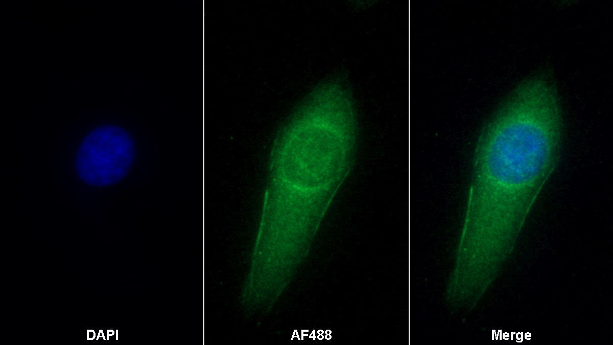 Western Blot; Sample: Lane1: Human Serum; Lane2: Human Plasma Primary Ab: 0.2ug/ml Mouse Anti-Human aZGP1 Antibody Second Ab: 0.2ug/mL HRP-Linked Caprine Anti-Mouse IgG Polyclonal Antibody