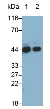 Alpha-2-Glycoprotein 1, Zinc Binding (aZGP1) Monoclonal Antibody - image 3
