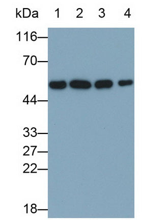Calreticulin (CALR) Monoclonal Antibody - image 2