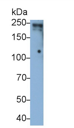 Lymphocyte Antigen 75 (LY75) Monoclonal Antibody - image 2